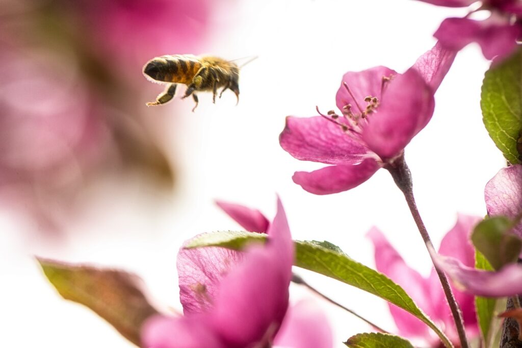 Unveiling the Connection: How Sensuality Fuels Your Life’s Purpose bee flying to pink flower